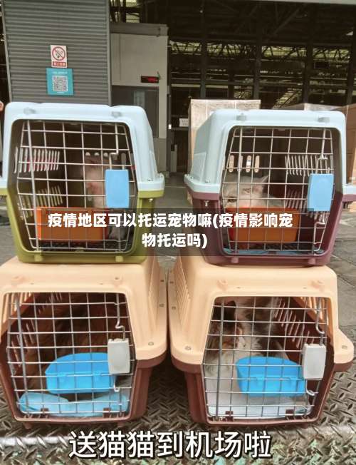 疫情地区可以托运宠物嘛(疫情影响宠物托运吗)-第1张图片