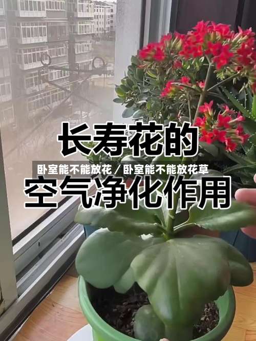卧室能不能放花／卧室能不能放花草-第2张图片