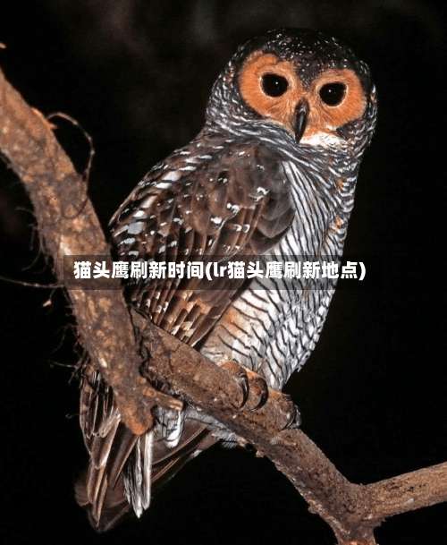 猫头鹰刷新时间(lr猫头鹰刷新地点)-第1张图片