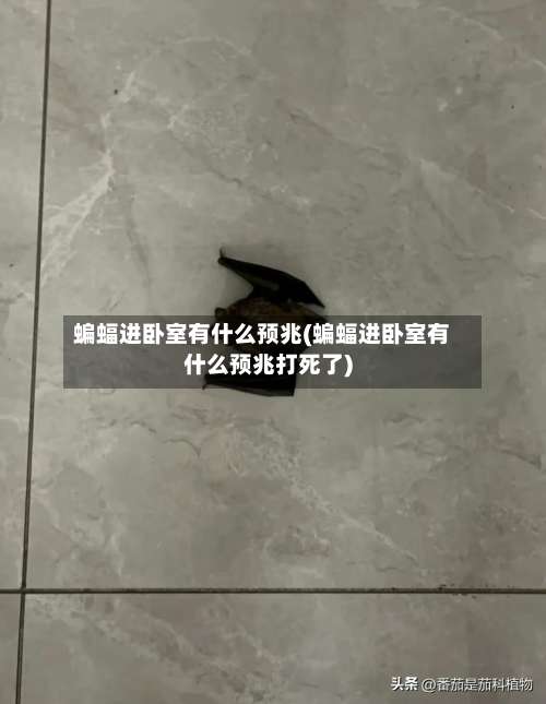 蝙蝠进卧室有什么预兆(蝙蝠进卧室有什么预兆打死了)-第2张图片