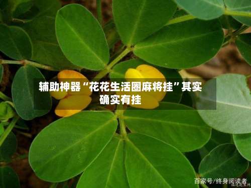 辅助神器“花花生活圈麻将挂”其实确实有挂-第3张图片