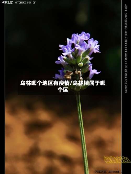 乌林哪个地区有疫情/乌林镇属于哪个区-第3张图片