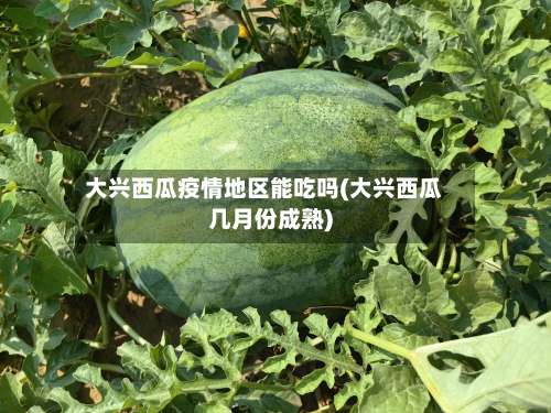 大兴西瓜疫情地区能吃吗(大兴西瓜几月份成熟)-第1张图片