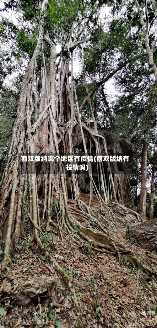 西双版纳哪个地区有疫情(西双版纳有役情吗)-第2张图片